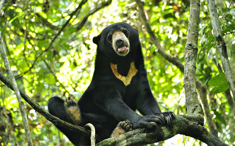Marah Karena Terus Dicambuk, Beruang Sirkus di Rusia Serang Pawangnya