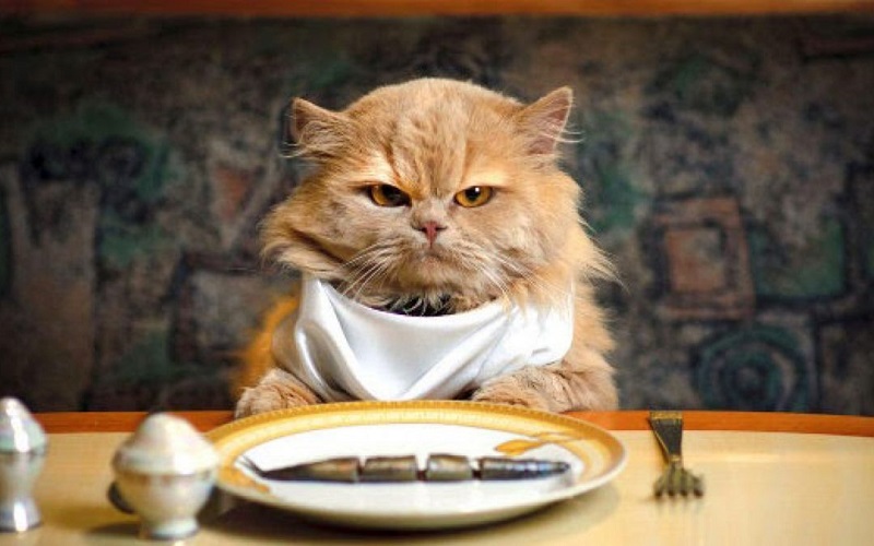 Apakah Kucing Boleh Makan Nasi? Ini Jawabannya